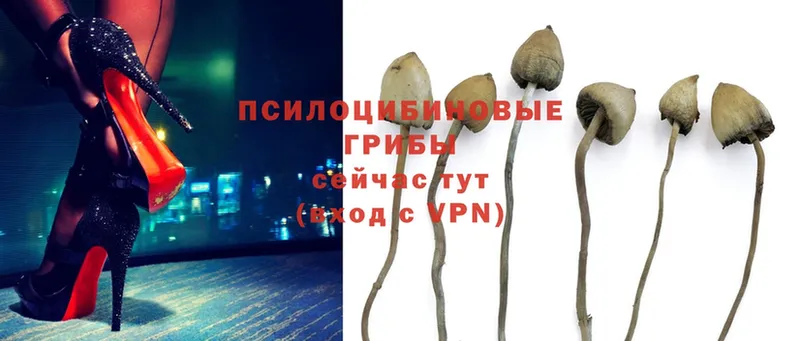 MEGA   Тайга  Псилоцибиновые грибы Psilocybine cubensis 